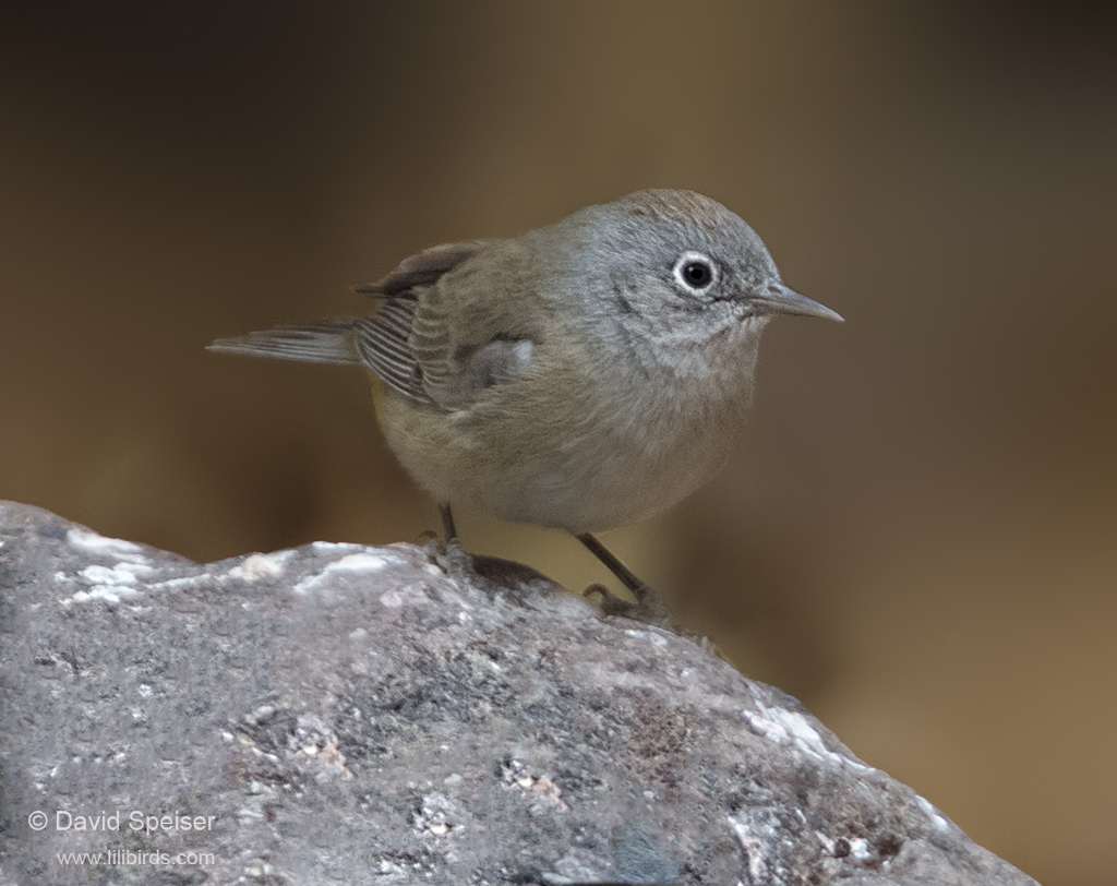 colima warbler 3 1024