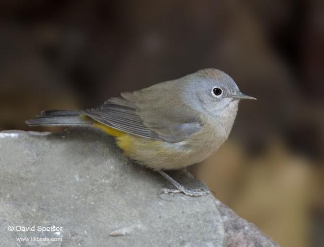 colima warbler 2b