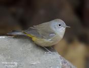 colima warbler 2b