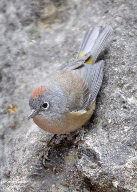 colima warbler 1