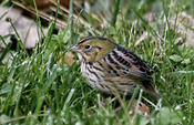 Henslow's Sparrow