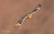 short eared owel 2 audubon ws