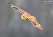 short eared owl 4 audubon ws