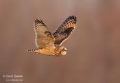 short eared owl audubon 1 ws