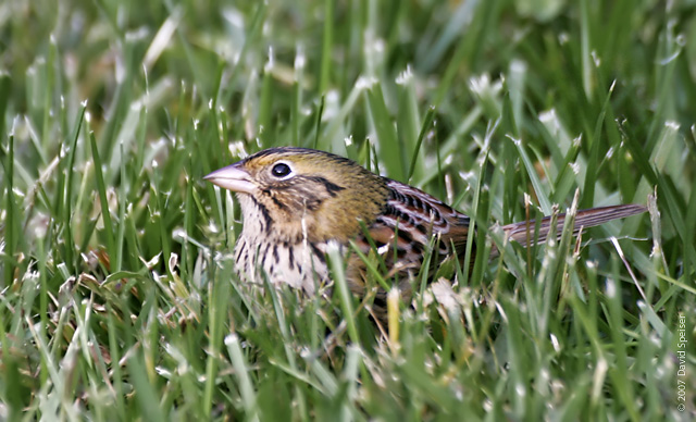 Henslow's Sparrow