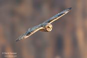 short eared owl audubon 3 ws