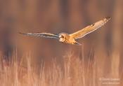 short eared owl audubon 5ws