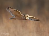 short eared owl audubon 6 ws