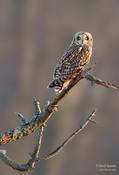 short eared owl audubon 8ws