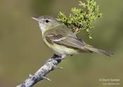 Bell's Vireo