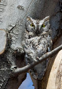 Eastern Screech Owl