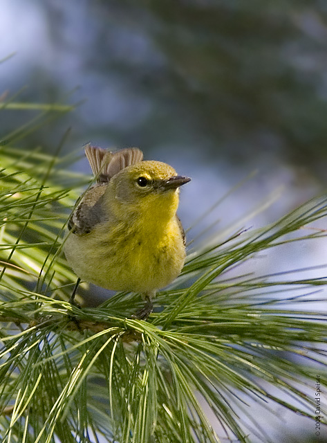 Pine Warbler