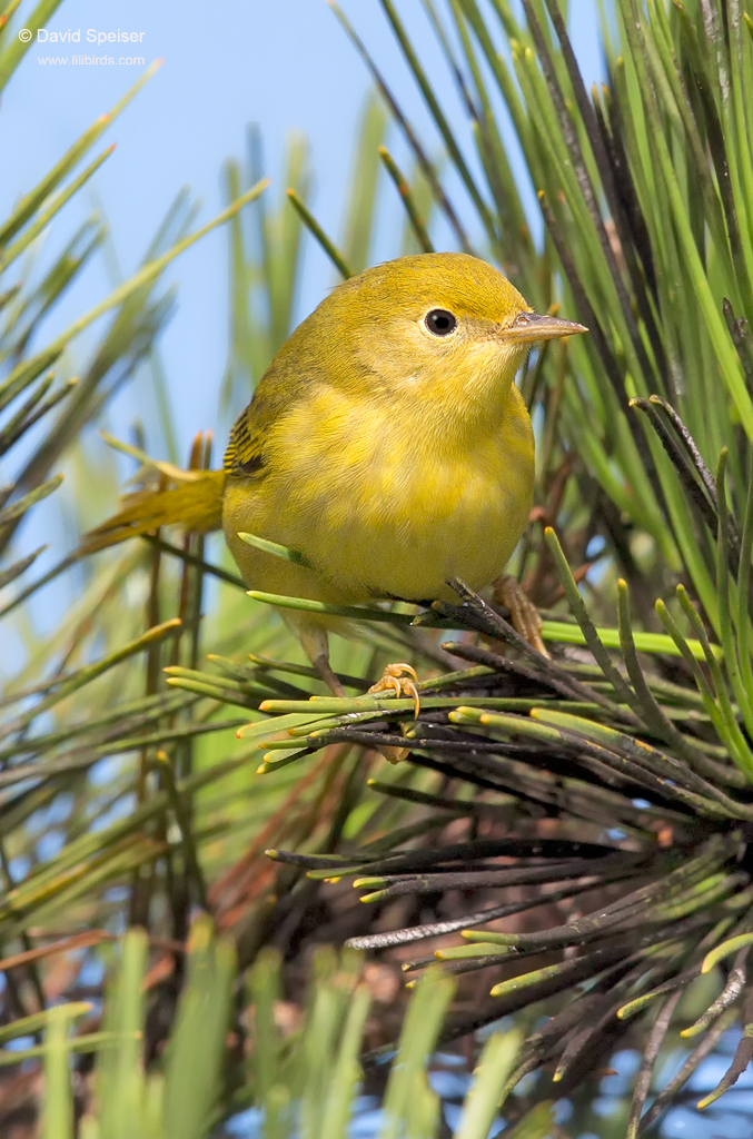 Yellow Warbler