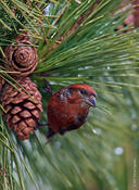 Red Crossbill