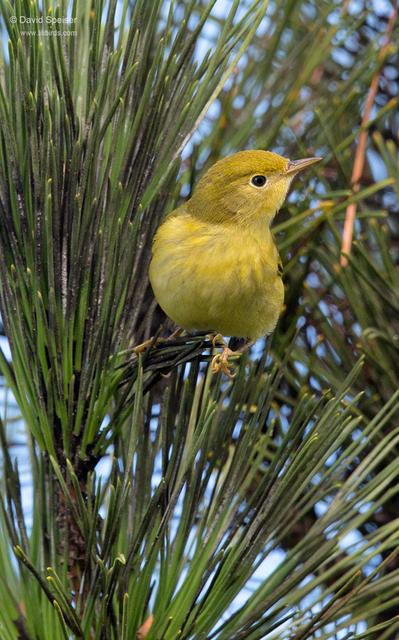 Yellow Warbler