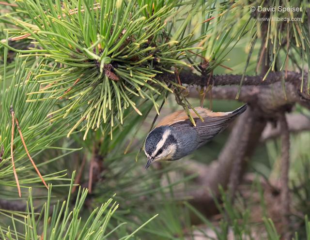 Red-breasted Nuthatch