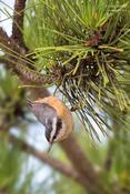 Red-breasted Nuthatch