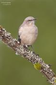 Northern Mockingbird