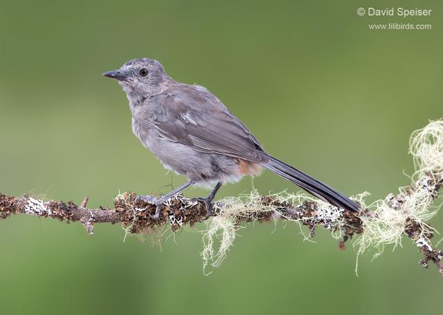 Gray Catbird