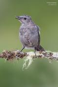 Gray Catbird