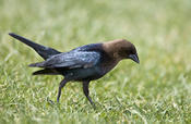 Brown Headed Cowbird