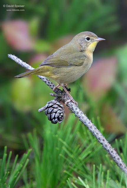 Common Yellowthroat