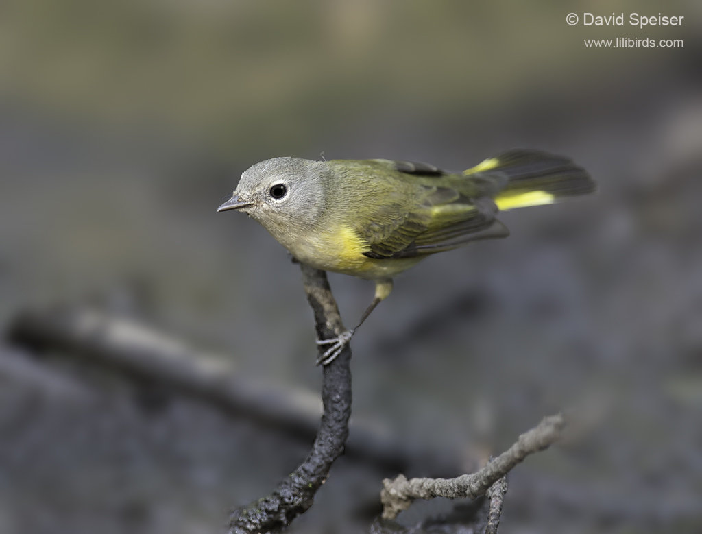 American Redstart