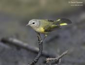 American Redstart