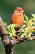 Northern Cardinal