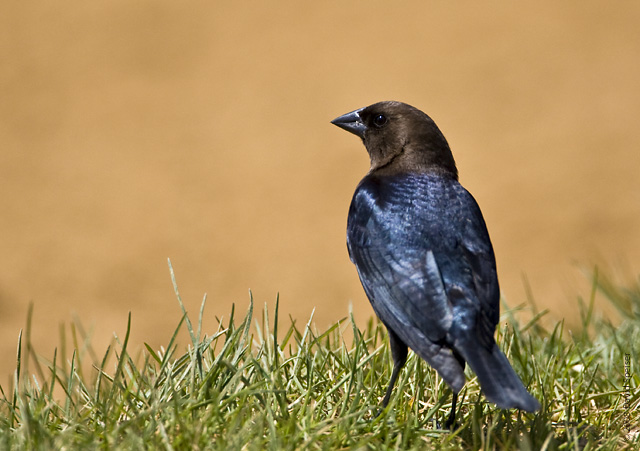 Brown-headed Cowbird