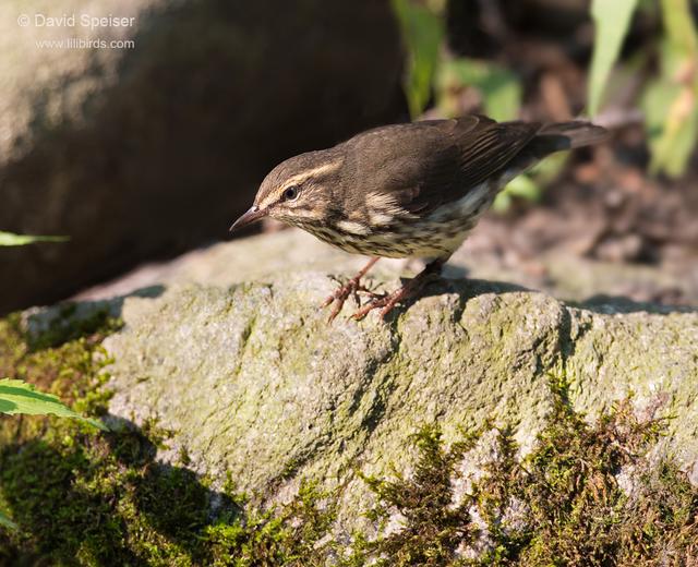 Northern Waterthrush