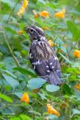 Rose-breasted Grosbeak