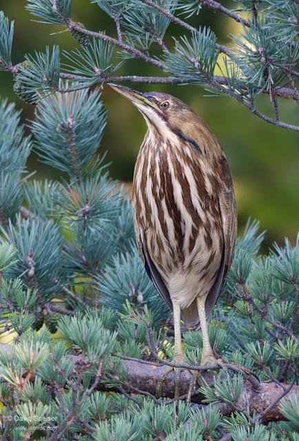 American Bittern