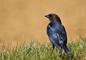 Brown-headed Cowbird