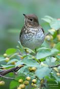 Bicknell's Thrush