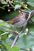 Bicknell's Thrush