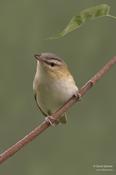 Red-eyed Vireo