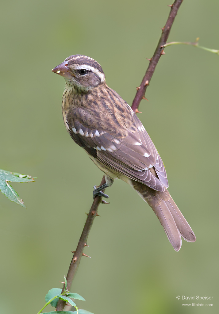 Rose-breasted Grosbeak