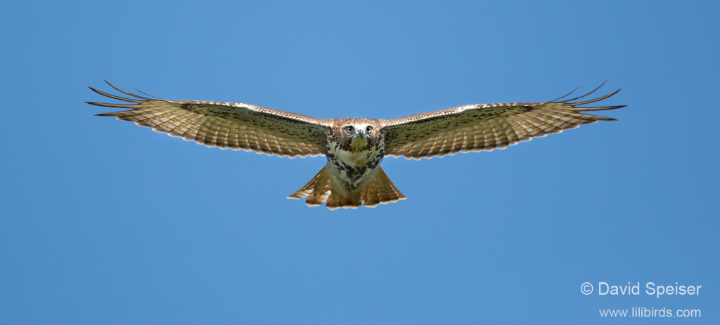 Red-tailed Hawk