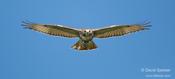 Red-tailed Hawk