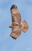 Red-tailed Hawk