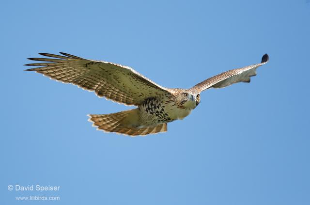 Red-tailed Hawk