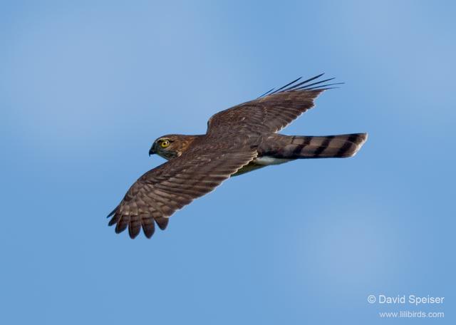 Sharp-shinned Hawk