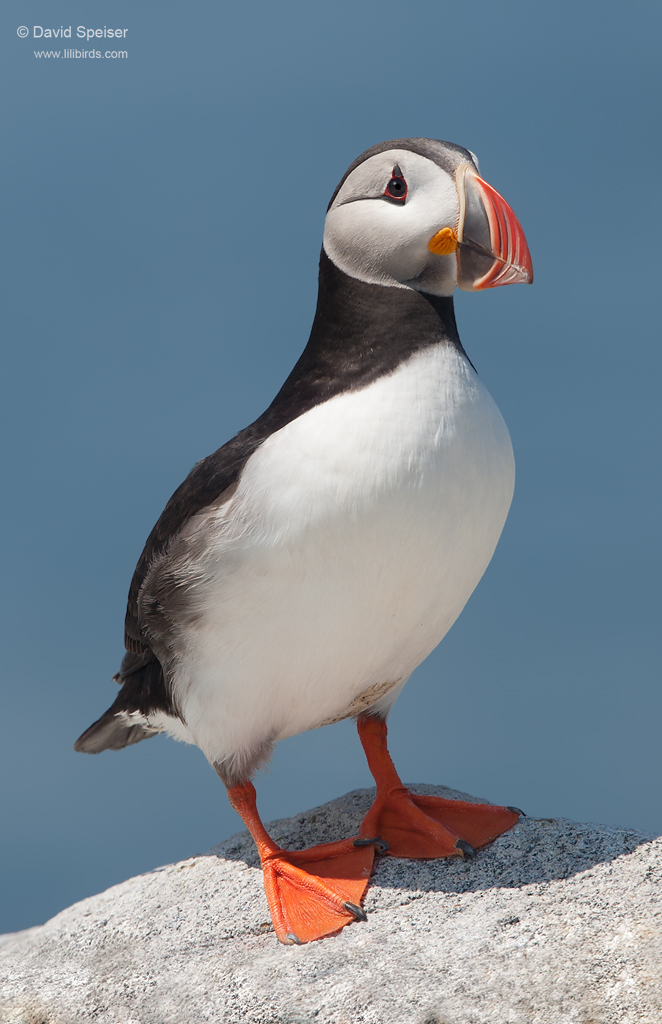 atlantic puffin 5 1024 ws