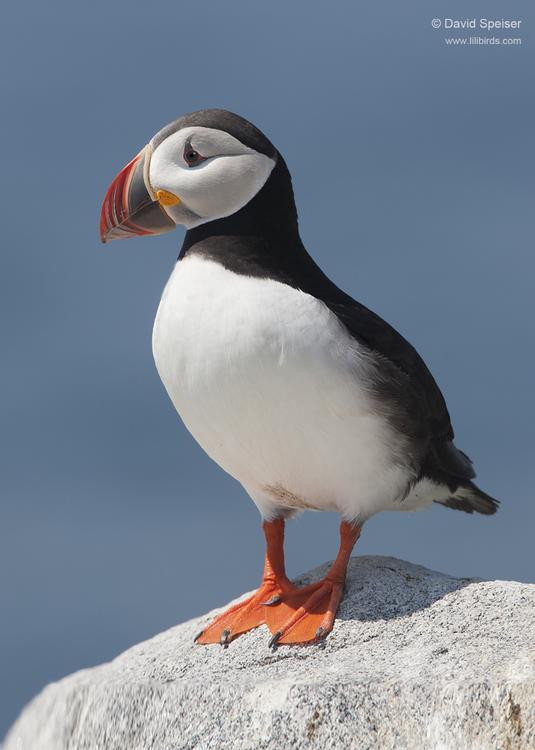 atlantic puffin 6 1024 ws