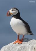 atlantic puffin 6 1024 ws