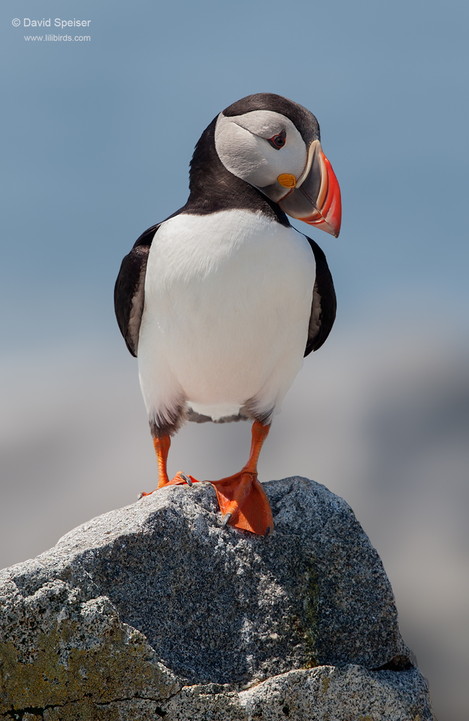 atlantic puffin 7 1024ws