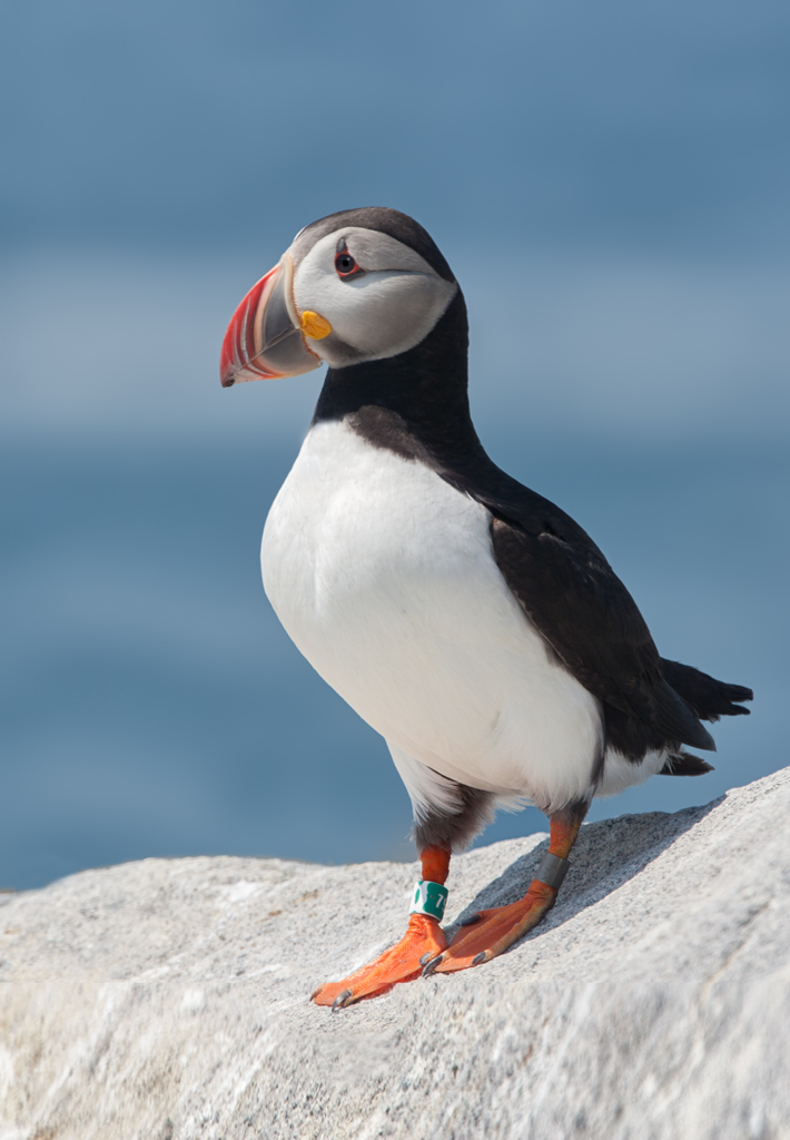 atlantic puffin 8 1024