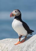 atlantic puffin 8 1024