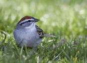 Chipping Sparrow